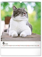 Nástenný kalendár Mačky 2024, 30 × 34 cm 6