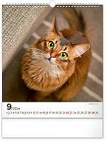 Nástenný kalendár Mačky 2024, 30 × 34 cm 9