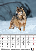 Nástenný kalendár Poľovnícky kalendár 2024 1
