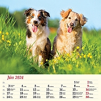 Nástenný kalendár Psy štvorec 2024 1