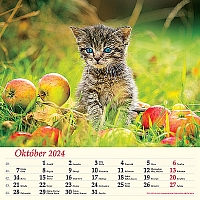 Nástenný kalendár Mačky 2024 1