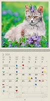 Kalendár Cats 15
