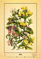 Kalendár Herbarium 4