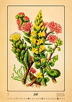 Kalendár Herbarium 7