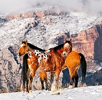 Kalendár Horses 1