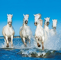 Kalendár Horses 8