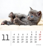 Kalendár Mini Kittens 1