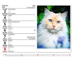 Kalendár Mačičky 1