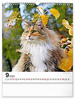 Nástenný kalendár Mačky 2025, 30 × 34 cm 9