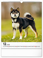 Nástenný kalendár Psy 2025, 30 × 34 cm 12