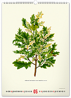 NOTIQUE Nástenný kalendár Vintage plagáty – herbár 2025, 33 x 46 cm 5