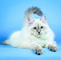 Kalendár Cats 12
