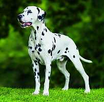 Kalendár Dogs 6