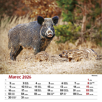 Nástenný kalendár Les a jeho príbehy 2026 2