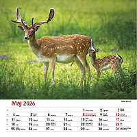 Nástenný kalendár Les a jeho príbehy 2026 4