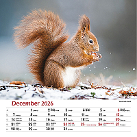 Nástenný kalendár Les a jeho príbehy 2026 11