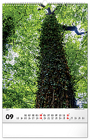 NOTIQUE Nástenný kalendár Stromy 2027, 33 x 46 cm 9