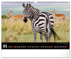 NOTIQUE Nástenný kalendár Živá Afrika 2027, 48 x 33 cm 1