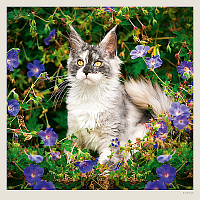 Kalendár Cats 6