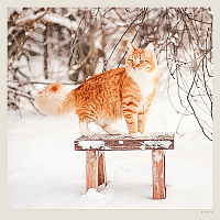 Kalendár Cats 12