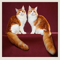 Kalendár Cats 2