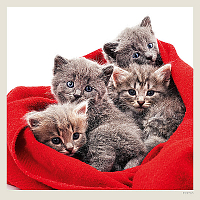 Kalendár Cats 3