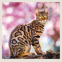 Kalendár Cats 4