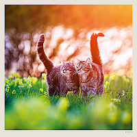 Kalendár Cats 5