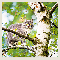 Kalendár Cats 7