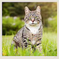 Kalendár Cats 8