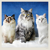 Kalendár Cats 9
