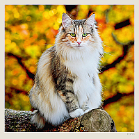 Kalendár Cats 10