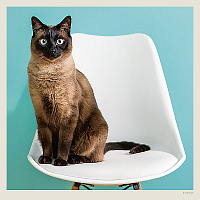 Kalendár Cats 11