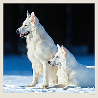 Kalendár Dogs 1