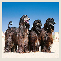 Kalendár Dogs 2