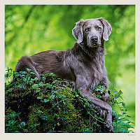 Kalendár Dogs 4