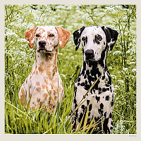 Kalendár Dogs 7