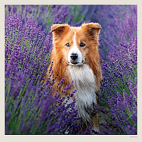 Kalendár Dogs 8
