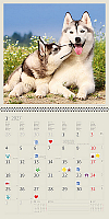 Kalendár Dogs 15