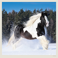 Kalendár Horses 1