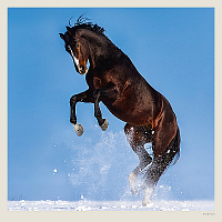 Kalendár Horses 2