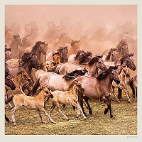 Kalendár Horses 3