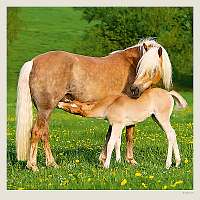 Kalendár Horses 4