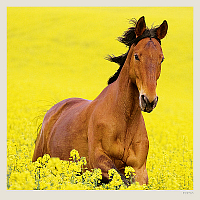 Kalendár Horses 5