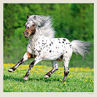 Kalendár Horses 6