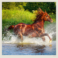 Kalendár Horses 7