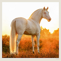 Kalendár Horses 8