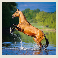 Kalendár Horses 9