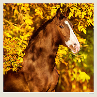 Kalendár Horses 10