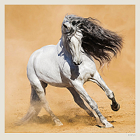 Kalendár Horses 11